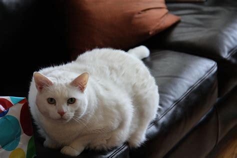 fat white cat